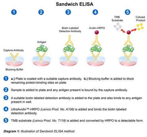 antibody capture elisa teaching kit|4 steps of elisa protocol.